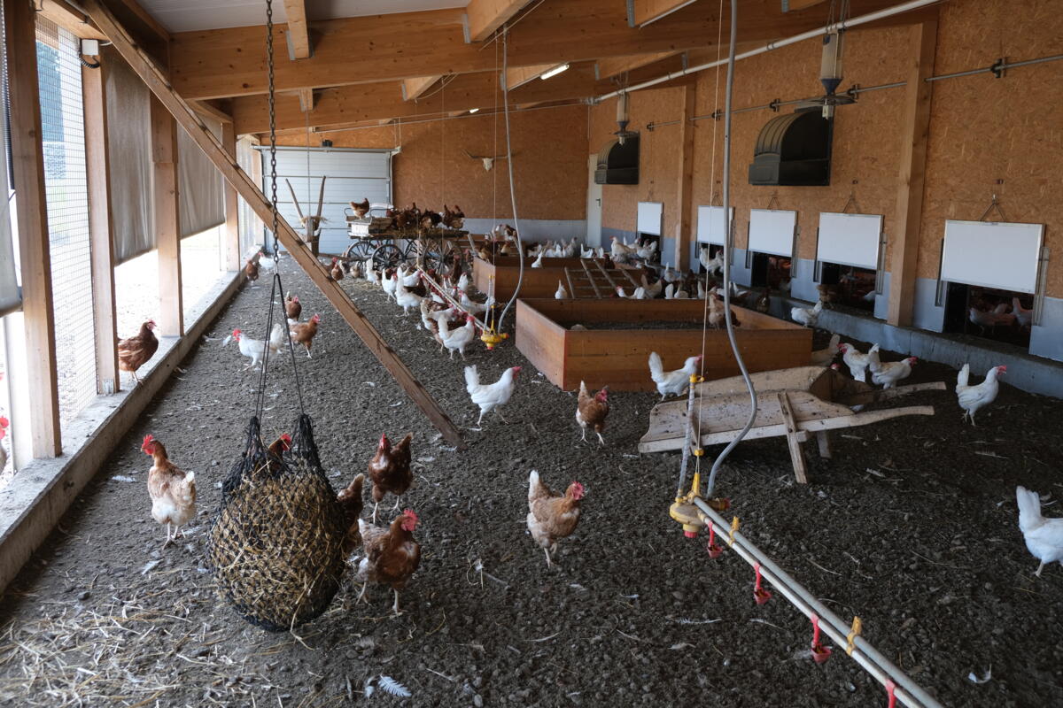 Für Betriebe mit über 2000 Stück Geflügel wird eine Einsatzplanungmit der Feuerwehr empfohlen.