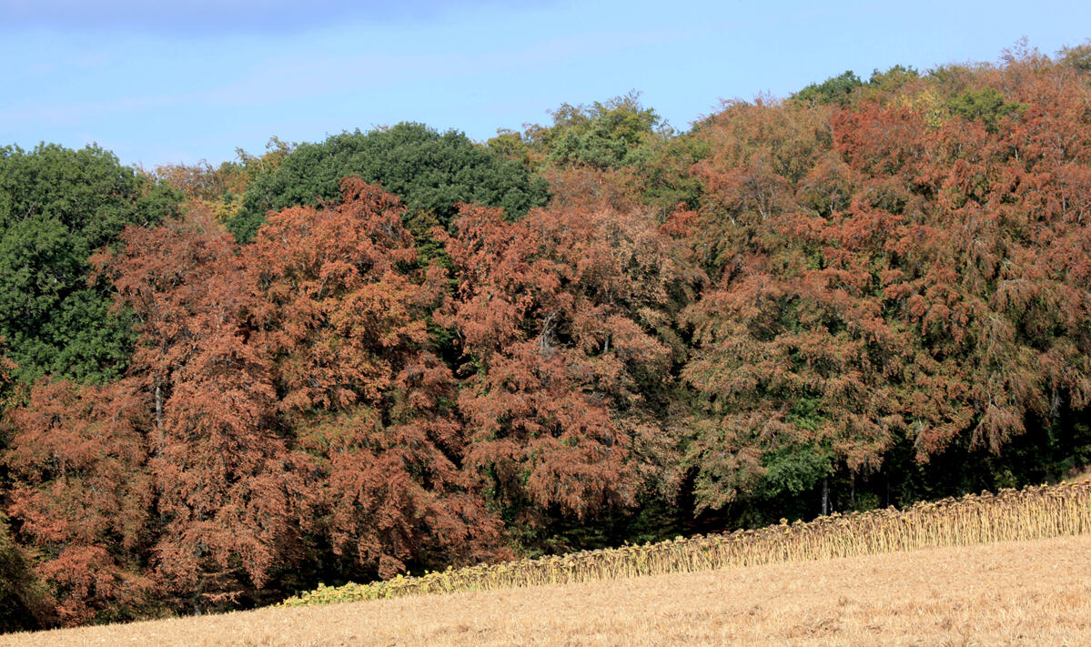 In Kombination mit Satellitenbildern half die Verbreitungskarte der Buche dabei, die Trockenheitsschäden an dieser Baumart im Sommer 2018 zu erfassen.