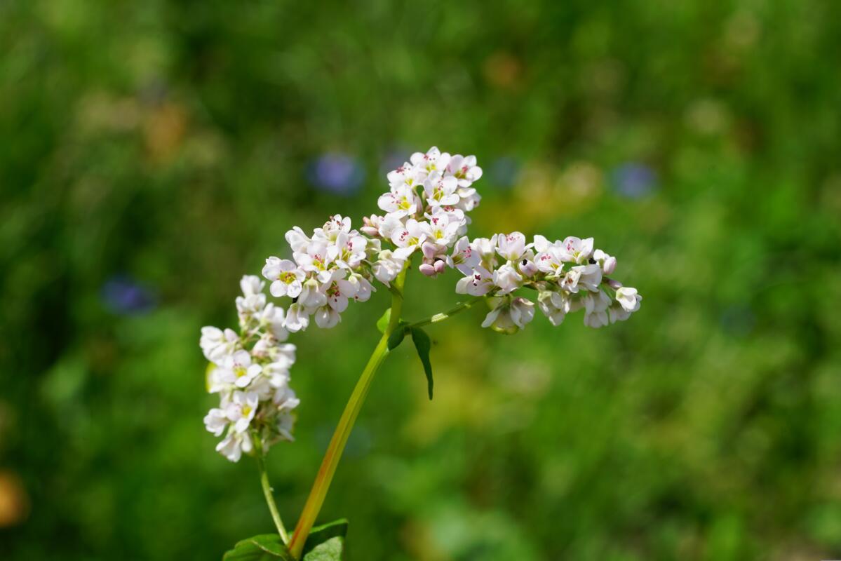In Blühstreifen sind viele Arten zu finden, so auch Buchweizen welcher reichlich Pollen bietet und Phosphor aufschliesst.