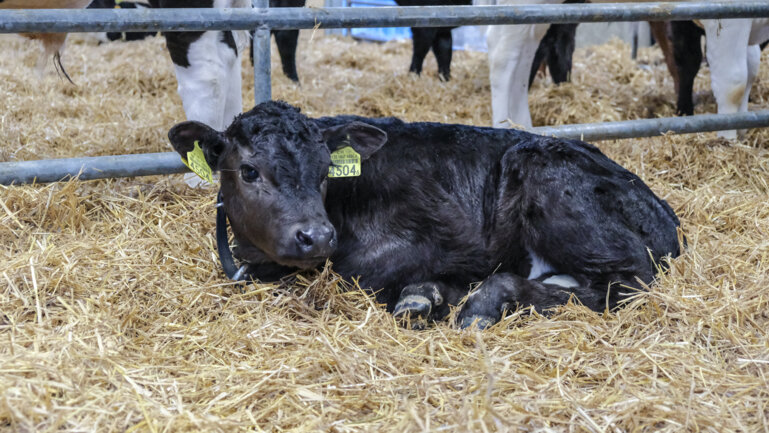 Bühler Thunstetten (42)