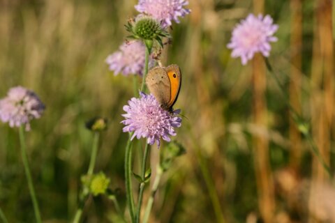 butterfly-7498583