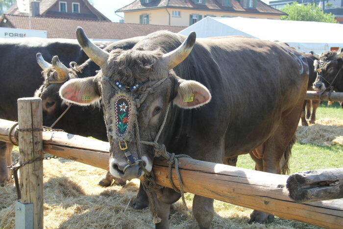 Zuger Stierenmarkt abgesagt