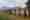 cattle-show-1703268