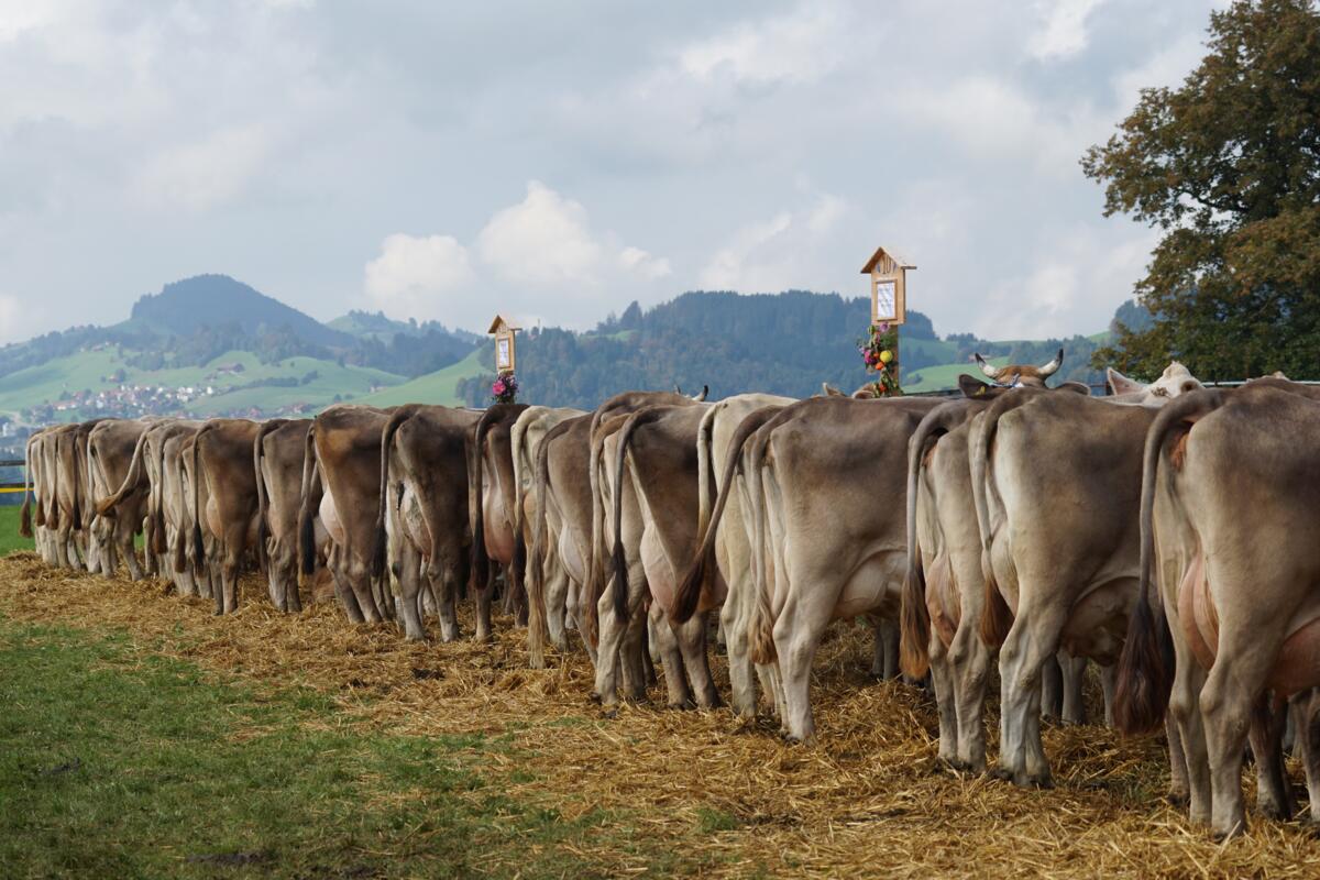 Les émissions de méthane provenant de la garde de bovins sont-elles surestimées ?