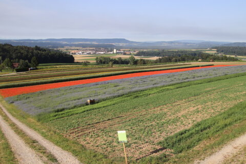 Champs de fleurs Wildensbuch