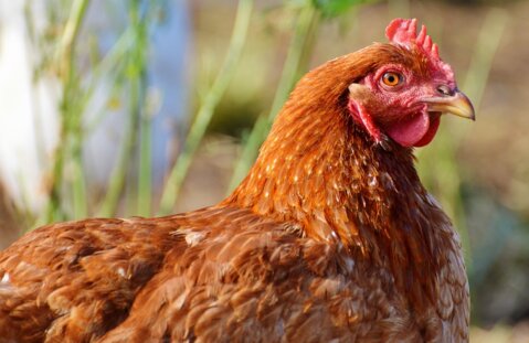 chicken-2901901_1280