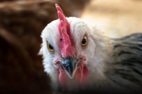 chicken-5417515