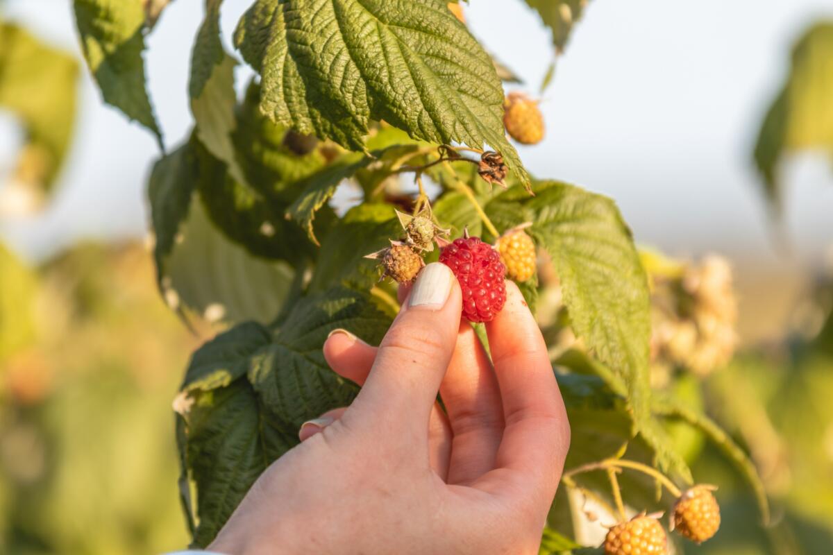 La saison de l’autocueillette en toute sécurité