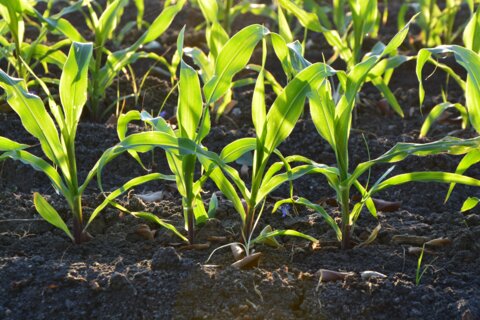 corn-1841271