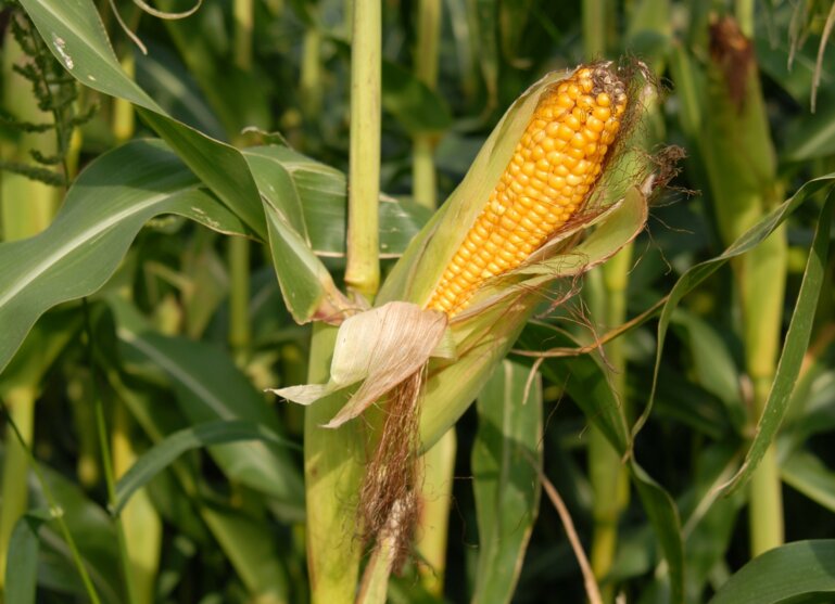 corn-on-the-cob-1338487