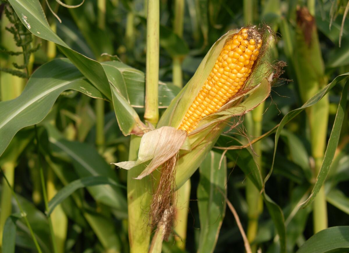 Nouvelles dispositions dans la production végétale, le marché du sucre et l’élevage