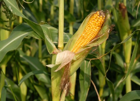 corn-on-the-cob-1338487