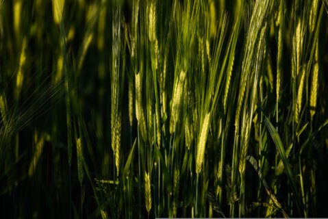 cornfield_pixabay_d