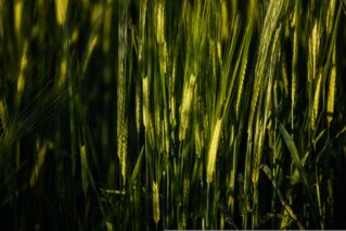 cornfield_pixabay_f