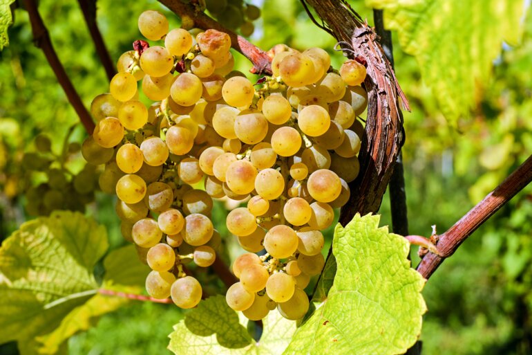 couleur-grapes-2715711