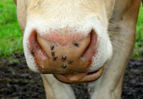 cow-1471883_1920