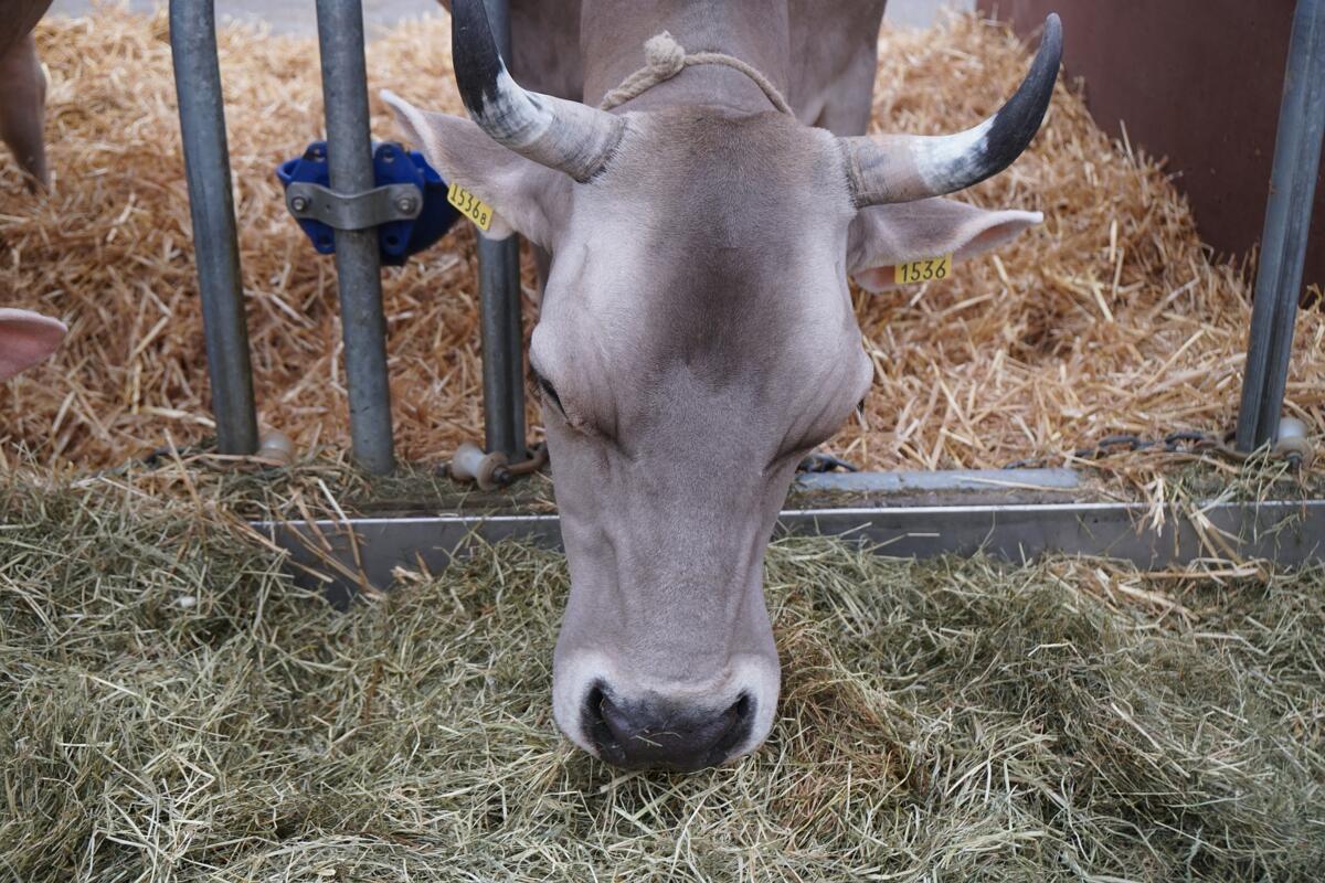 Nouveau bureau pour le lait en foin Suisse