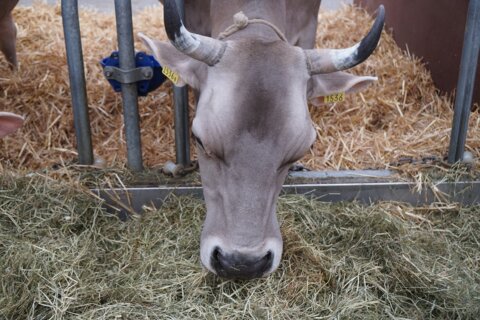cow-3342844_1920