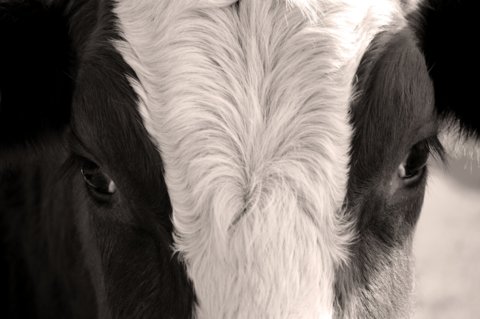 cow-3865128_1920
