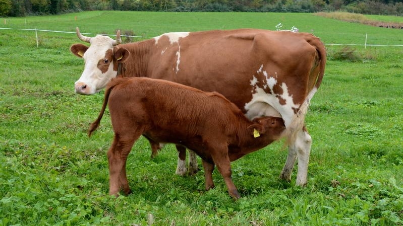 Kuh mit Kalb darf gemolken werden Kuh mit Kalb darf gemolken werden
