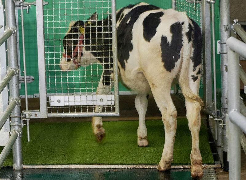 Blick in die Zukunft: Ein Rind geht auf die Toilette.