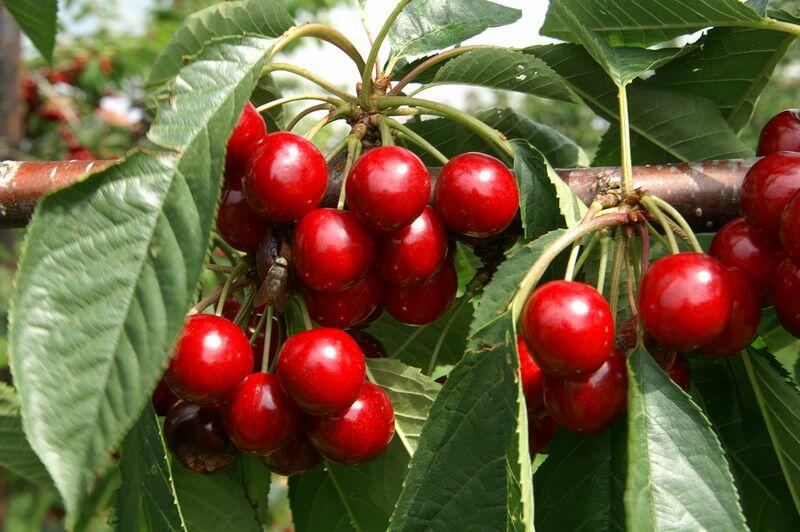 Une bonne année de la cerise