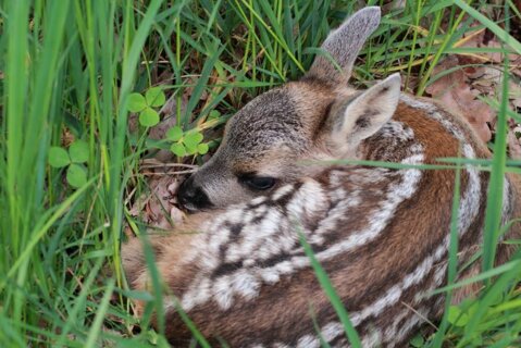 csm_Rehkitz_Pixabay_e35408a230