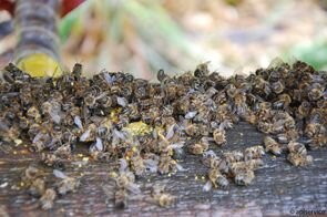 csm_tote_bienen_6920cb506e