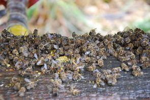 La plupart des intoxications d’abeilles ont lieu en avril et en mai