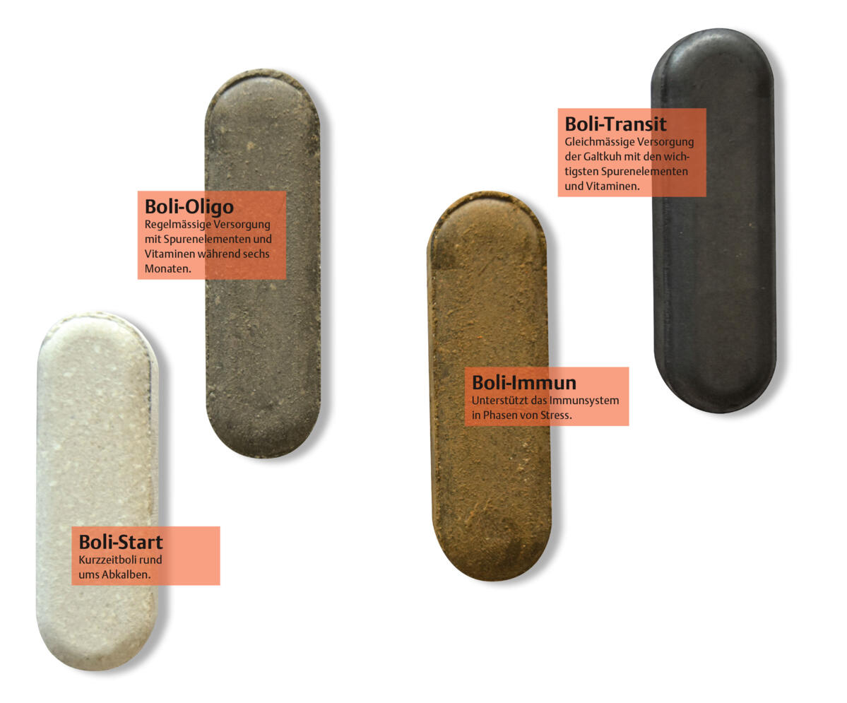 Boli sind praktisch und sicher