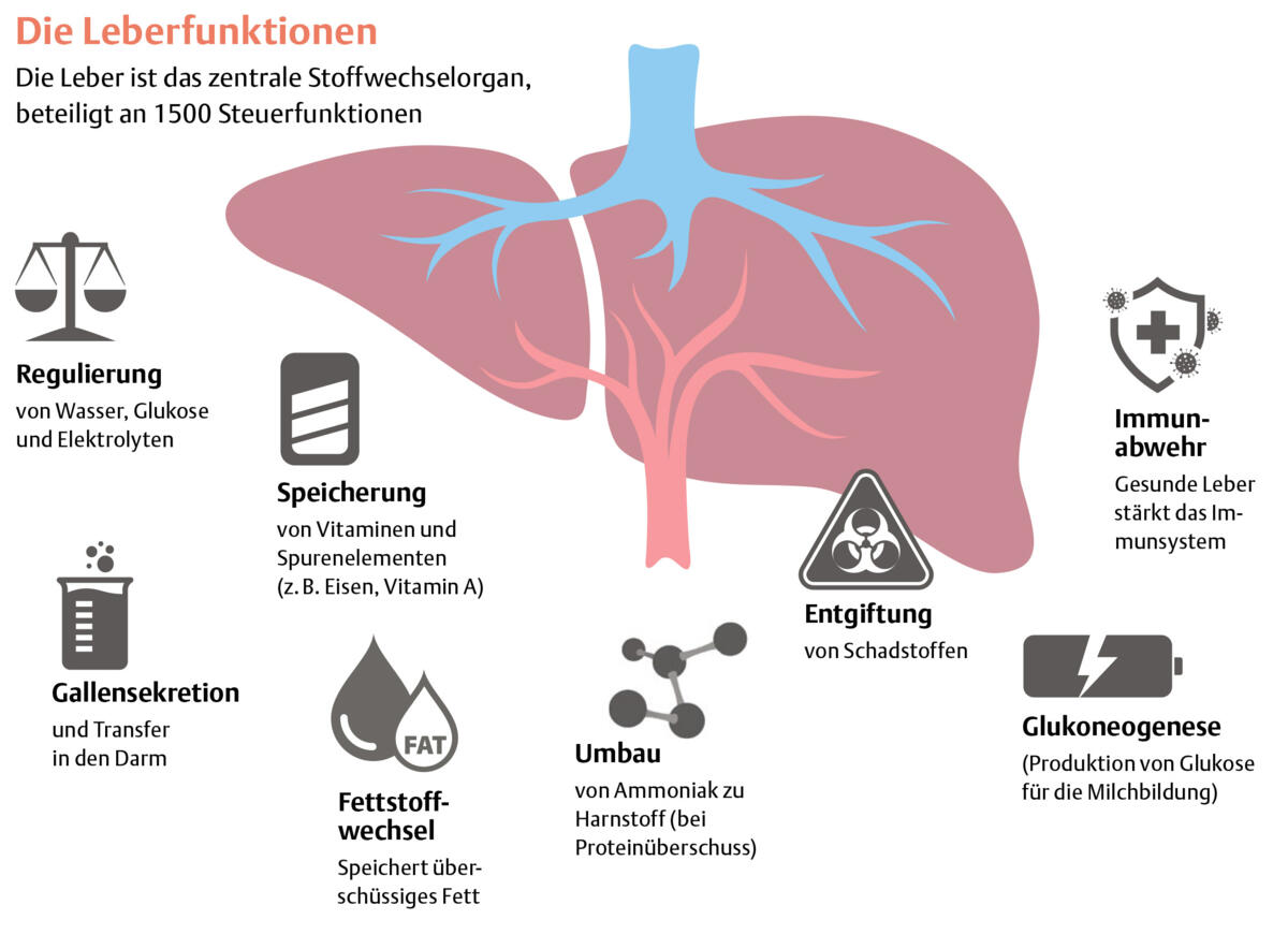 Die Leber: Schaltzentrale im Stoffwechsel
