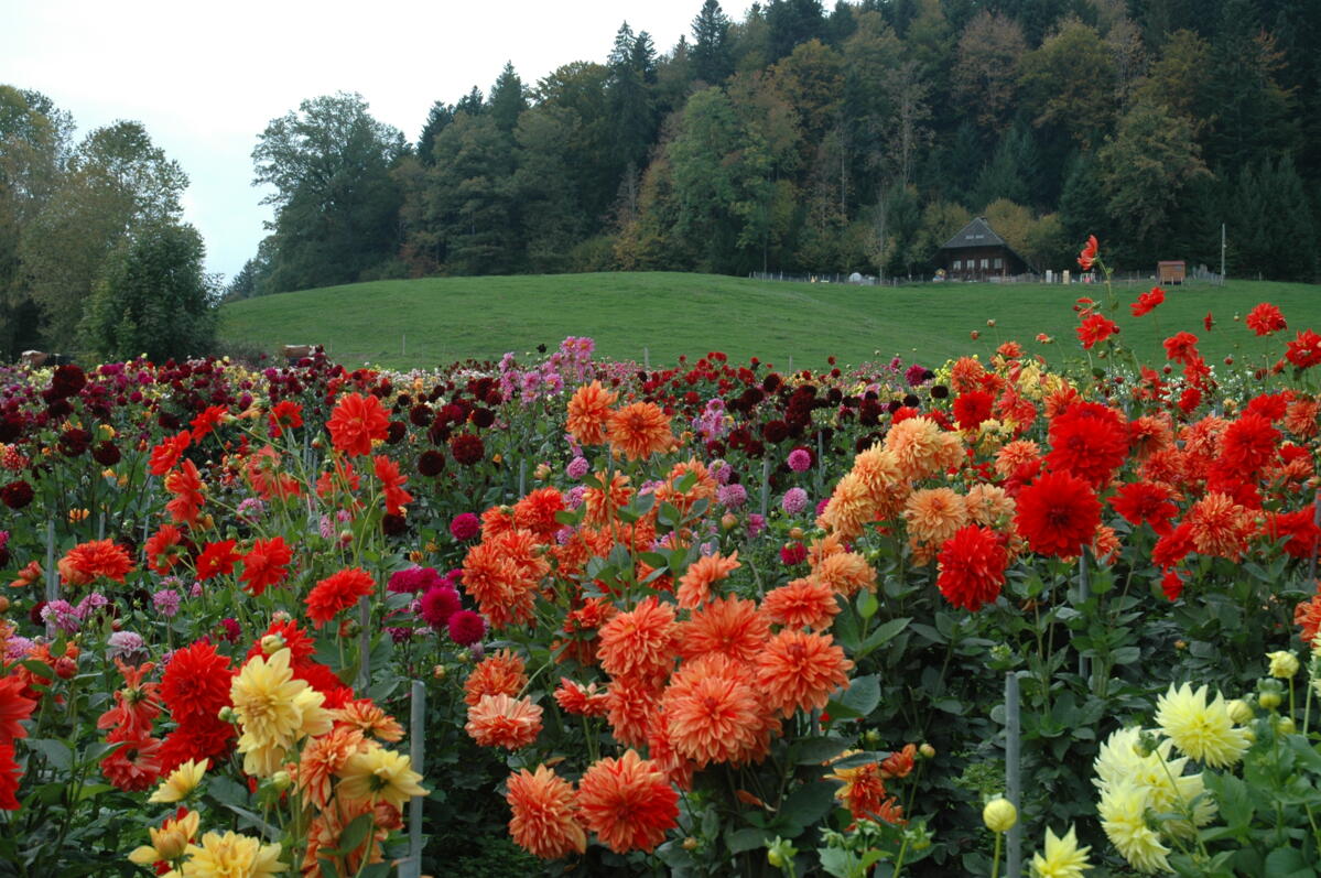 Die Dahlie wird auch "Königin des Spätsommers" genannt.
