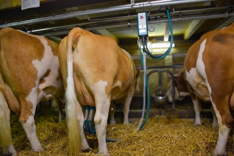 DairyMilk M6710_Kühe_Meyer_2024.11.01