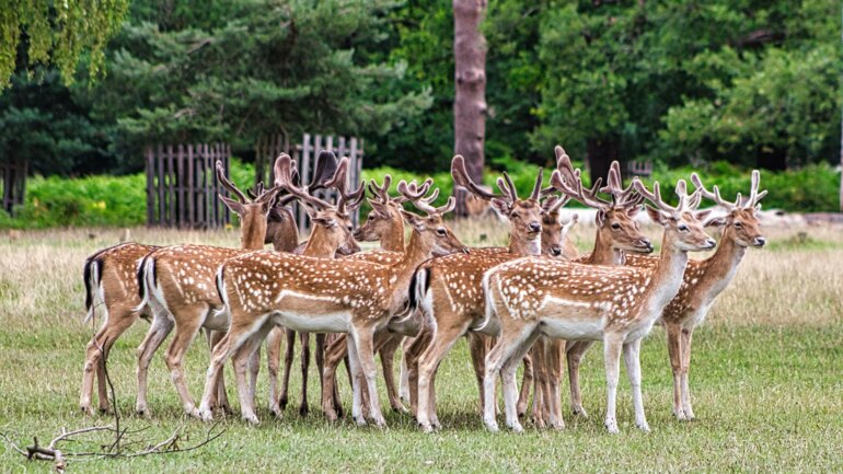 Damhirsche_pexels-tino-v-4968129