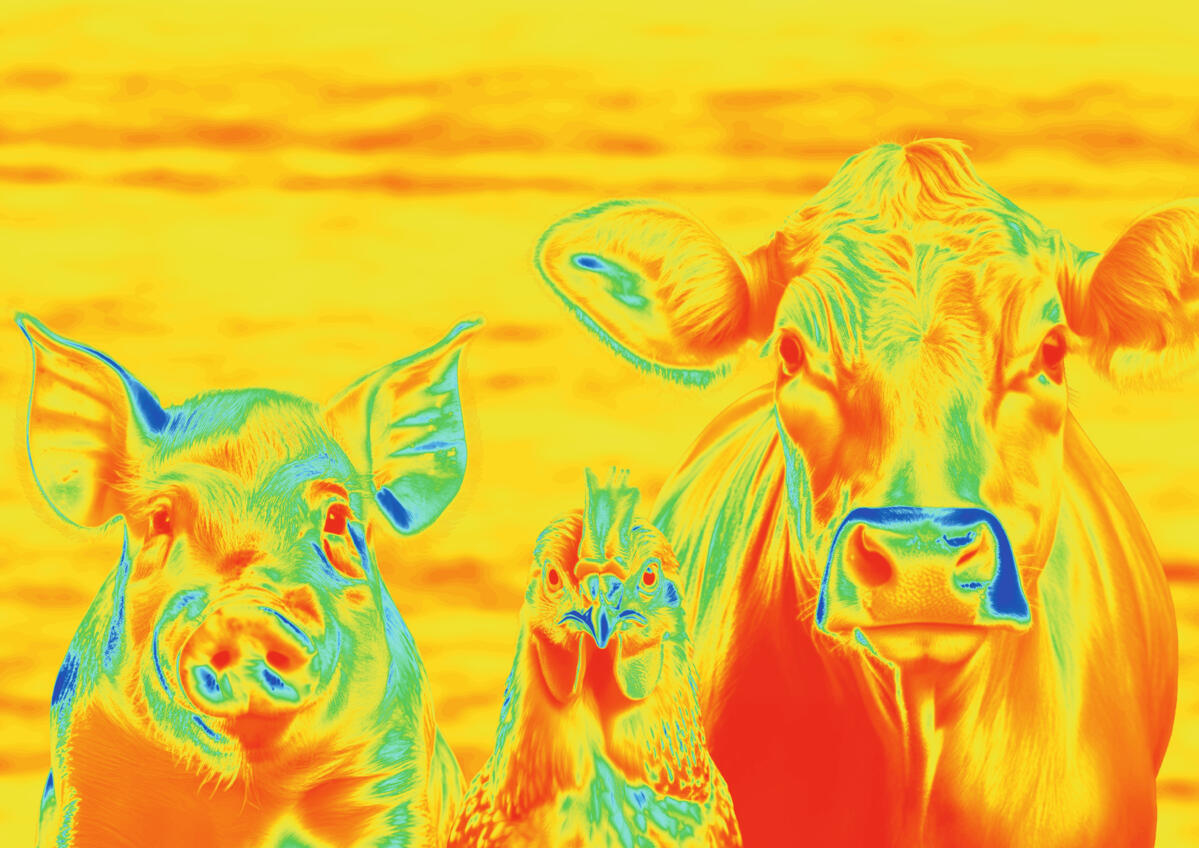 Stress thermique chez les animaux de rente : que faire ?