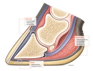 de_nt1_ag_klauengesundheit-2