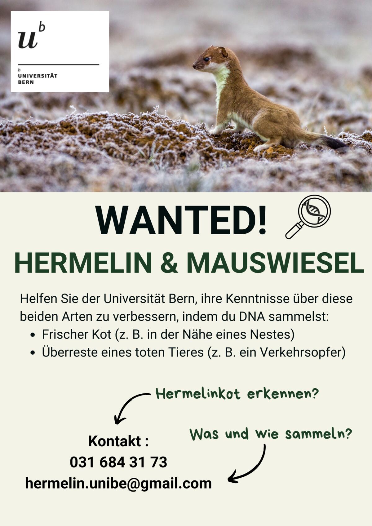 Hermelin & Mauswiesel gesucht - helfen Sie mit