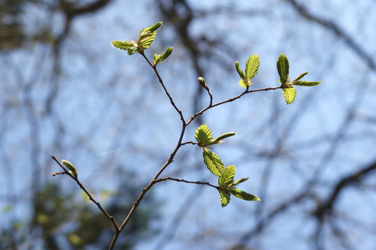 War der letzte Winter zu warm für unsere Waldbäume?