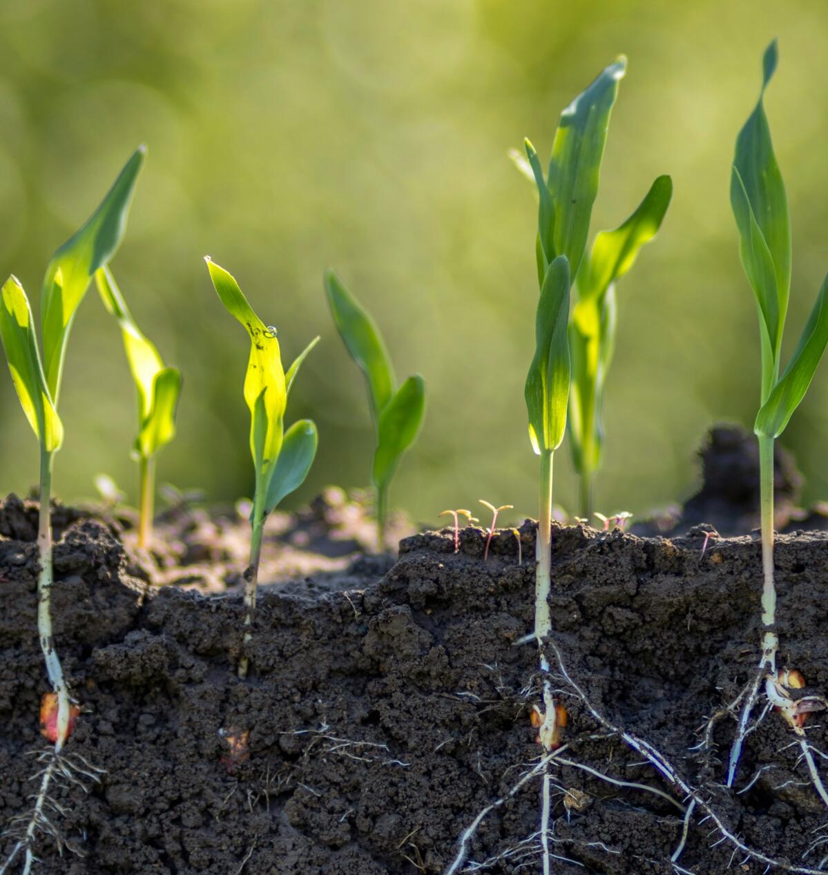 Dossier Boden_shutterstock_2500054935