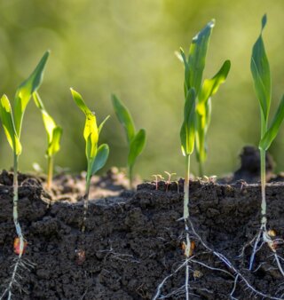 Dossier Boden_shutterstock_2500054935