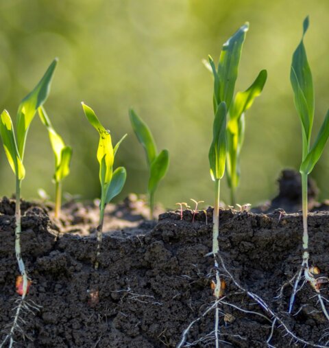 Dossier Boden_shutterstock_2500054935