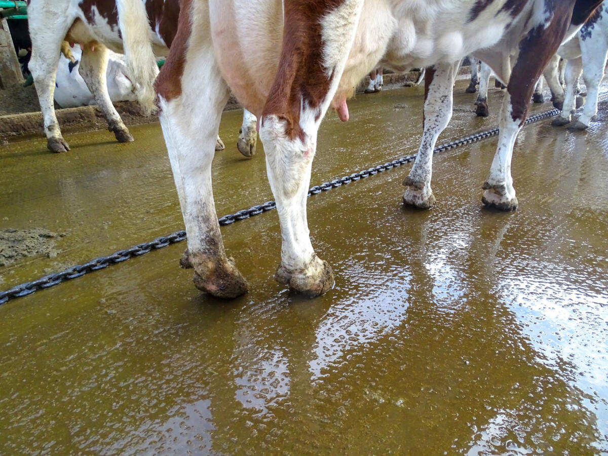 Une mauvaise hygiène des sols entraîne une souillure des pieds et donc un risque accru de dermatite digitale.
