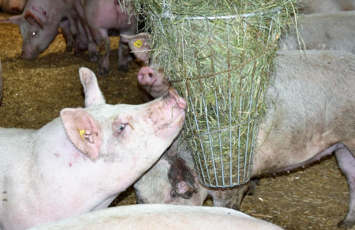 Du foin ou d'autres matériaux d'occupation sont très importants pour les animaux dans la porcherie, afin de prévenir le cannibalisme.