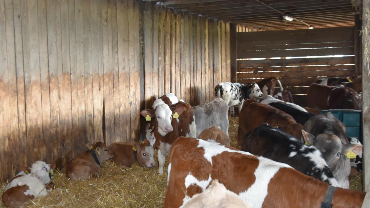 Pneumonie des veaux à l’engrais : dépistage précoce grâce à l’échographie
