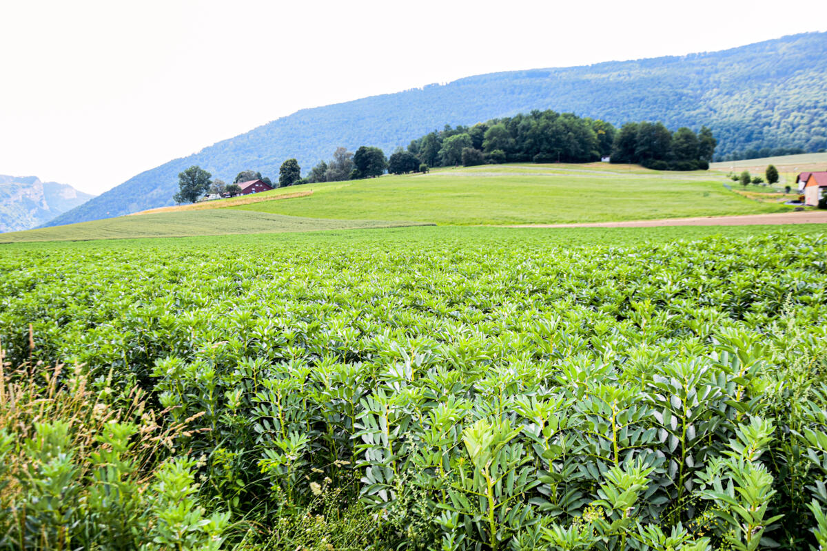 Essai de féverole de la variété Tiffany.