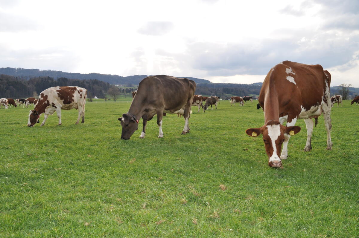 La pâture, un gage de valeur ajoutée