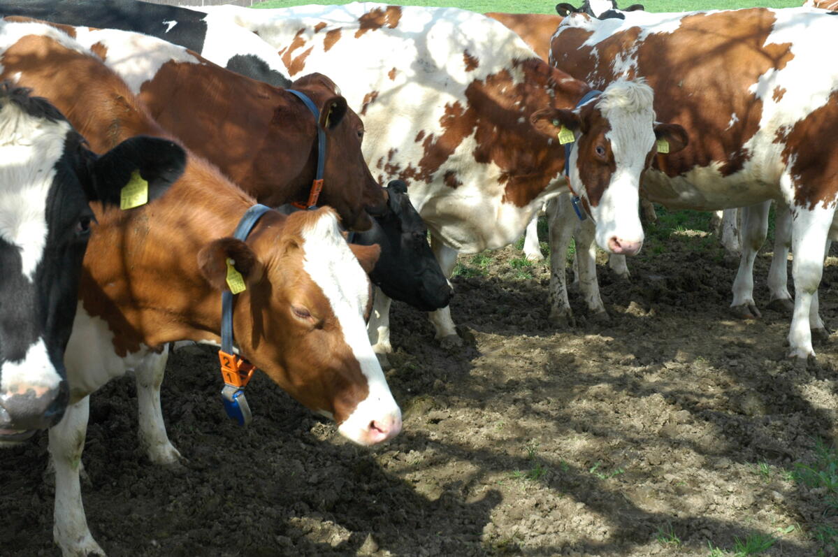 Wie reagieren weidende Milchkühe physiologisch auf Hitzestress?