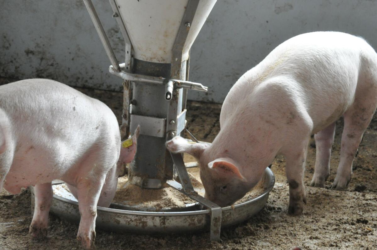 In der EU landen tierische Nebenprodukte wieder im Trog