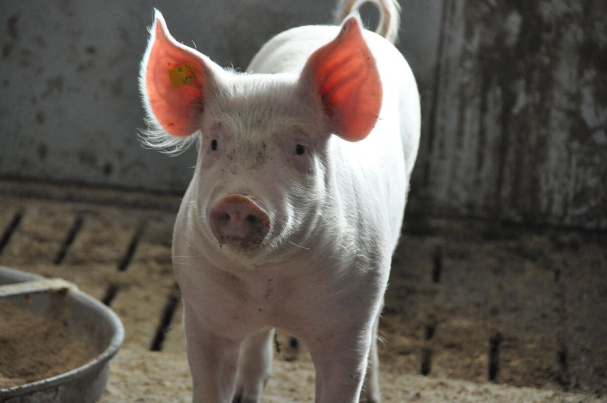 L’aide du vétérinaire: La vermifugation estelle nécessaire en production porcine ?