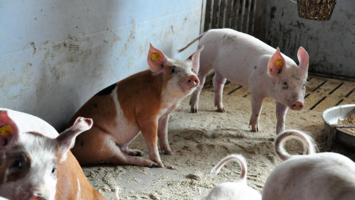 Fleischbranche lanciert Ombudsstelle Tierwohl